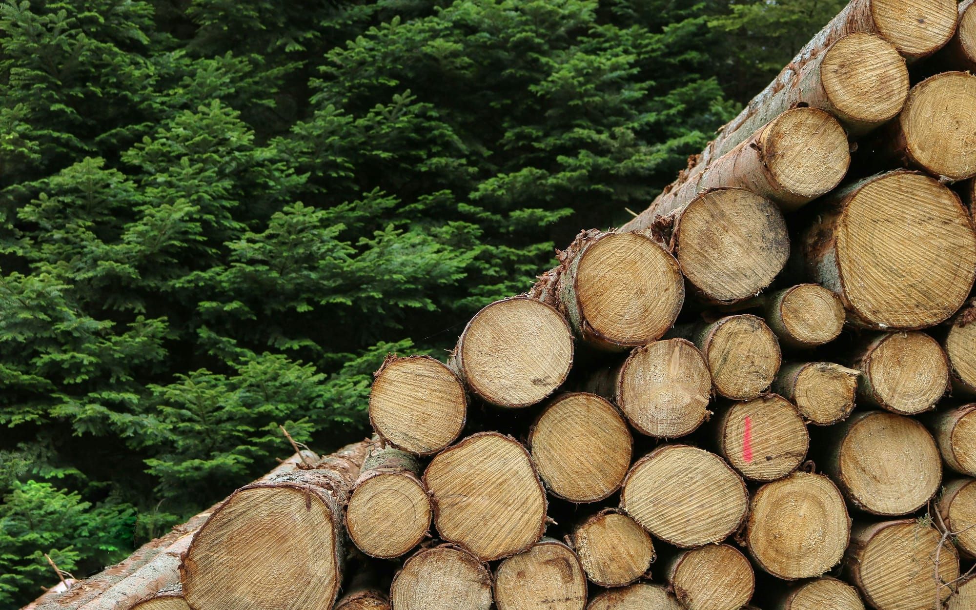 Tronchi di legno accatastati al margine di un bosco di abeti